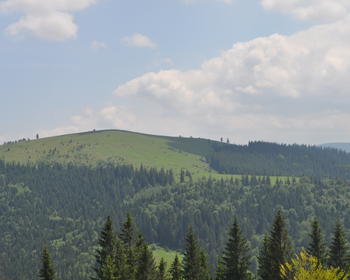 DSC_0203.JPG