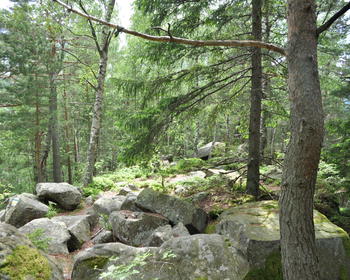DSC_0332.JPG