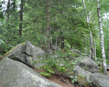 DSC_0339.JPG